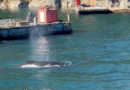 温哥华码头惊现座头鲸全家，游客目睹高呼太幸运！
